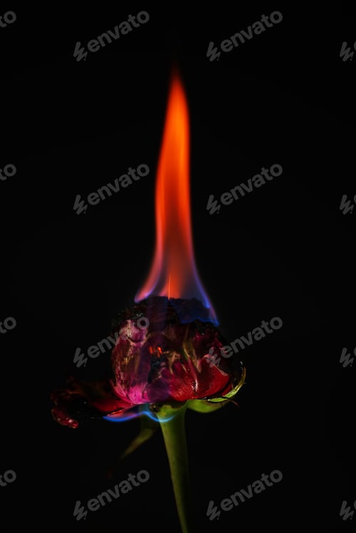 Preview: Burning Red Rose on Black Background