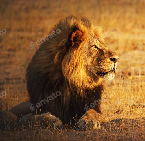 Preview: A Beautiful and Breathtaking wildlife in the World