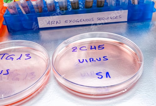 Preview: Virus Research in Petri Dishes and Test Tubes
