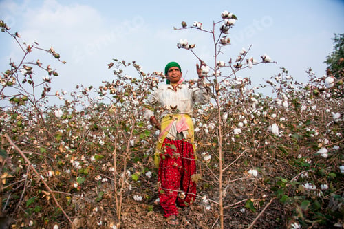 Preview: Woman harvesting cotton in a cotton field, India