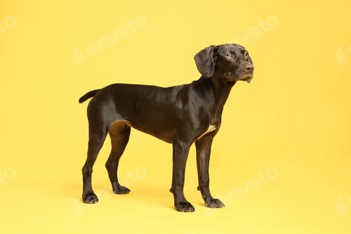 Preview: German Shorthaired Pointer dog on yellow background