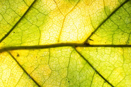 Preview: Macro photo of autumn foliage. green and yellow leaf texture background