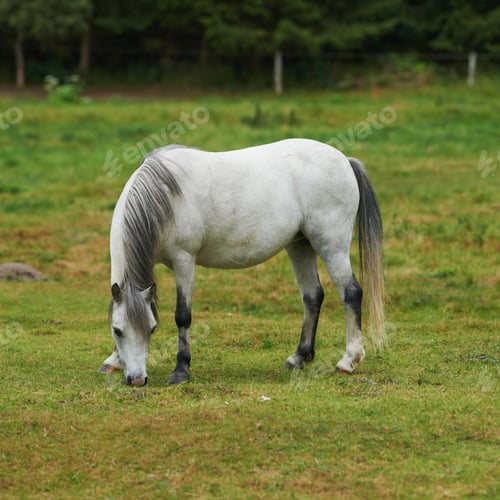 Preview: Equine beauty in the green pasture