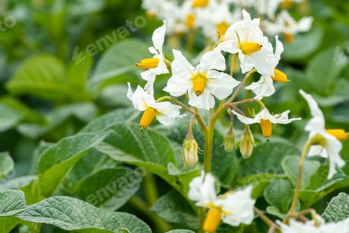Preview: Closeup shot of beautiful California fawn lily flower with green leaves