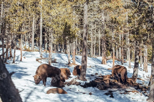 Preview: Buffaloes pasturing between trees and snow