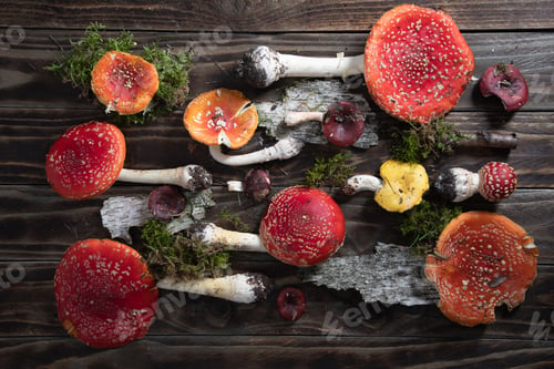 Preview: beautiful orange-red fly agaric on a wooden table, autumn harvest of mushrooms