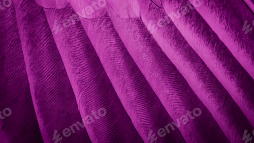 Preview: Violet feather pigeon macro photo. texture or background