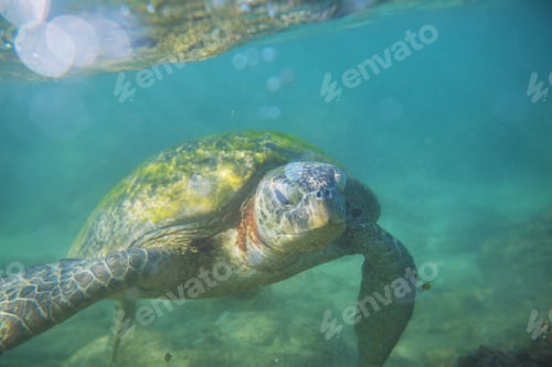 Preview: Turtle
