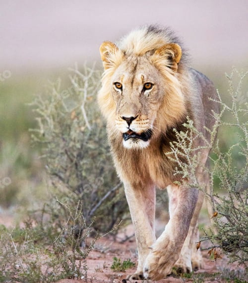 Preview: A Beautiful wildlife in the World