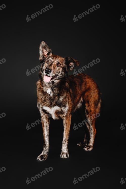 Preview: Mixed breed dog on a black background in the studio