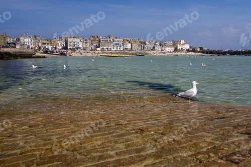 Preview: A seagull standing on the slipway to St Ives bay harbour in Cornwall on a beautiful sunny day