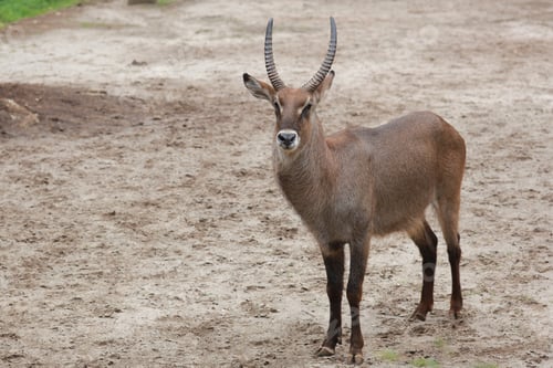 Preview: Common waterbuck
