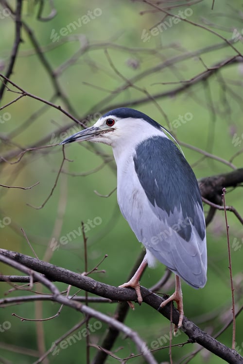 Preview: closeup of black-crowned night heron (Nycticorax nycticorax) sitting on the tree