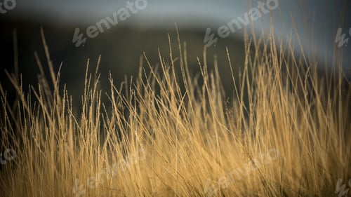 Tall Golden Grasses Growing in Open Field
