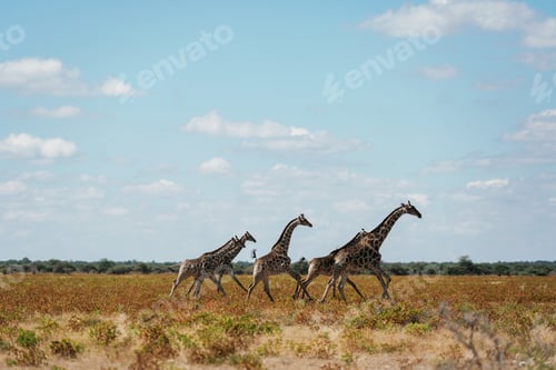 Preview: Giraffes is outdoors in the wildlife in the Africa