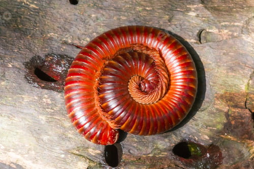 Preview: Millipede curl up in circles on logs.