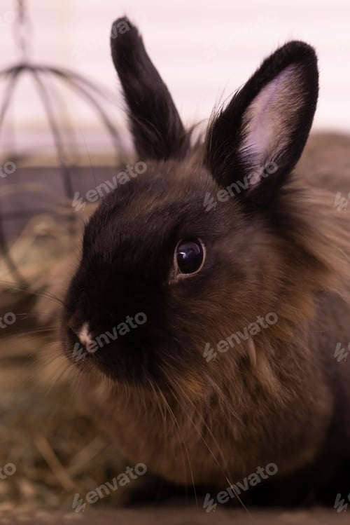 Preview: Portrait Brown cute rabbit close-up enjoying at home - animal symbol chinese new year 2023 and pet