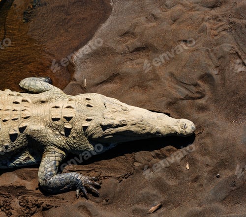 Preview: Crocodile