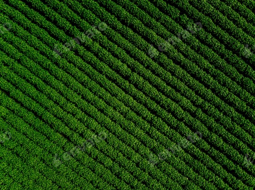 Preview: Green country field of potato with row lines, top view, aerial photo