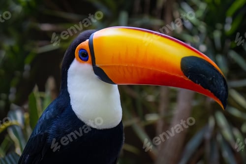 Preview: Toucan on blurred background