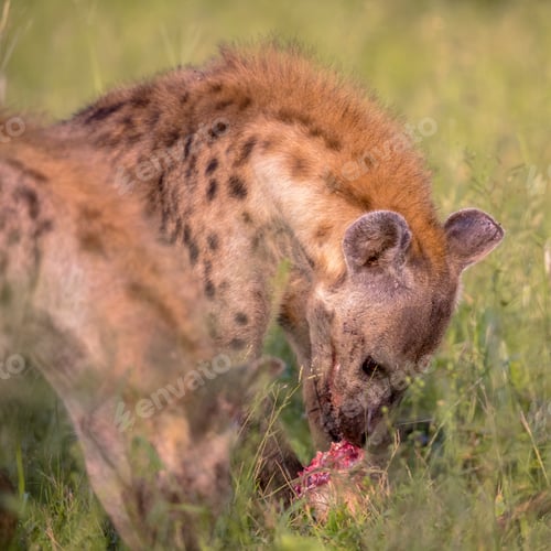 Preview: Spotted Hyena scavenger