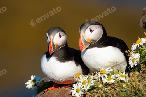 Preview: Lovely pair of atlantic puffin sitting close together in summer breeding season