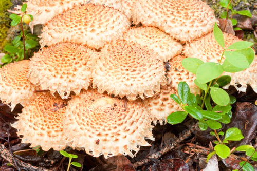 Preview: Shaggycap Scaly Pholiota mushrooms cluster