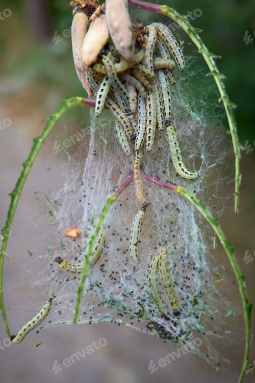Preview: Bird cherry leaves in a web and parasitic caterpillars.