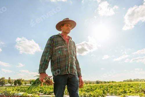 Preview: senior mixed race farmer man hands holding bunch onions in garden
