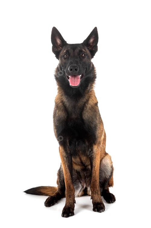 Preview: malinois in studio