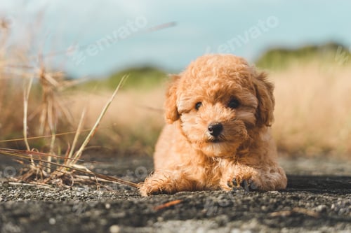 Preview: Brown puppy poodle sunbathing in the wild