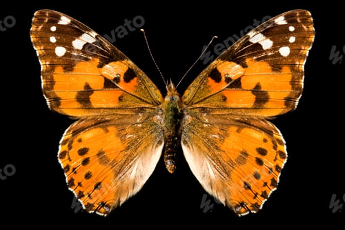 Preview: Butterfly, Vanessa Cardui