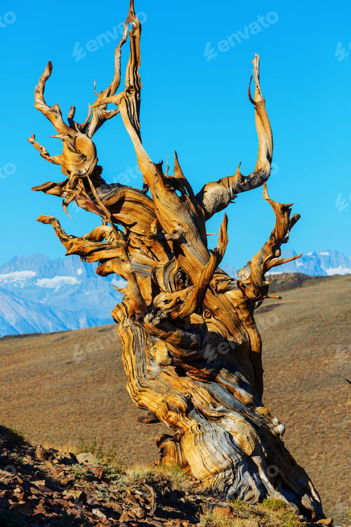 Preview: Ancient tree