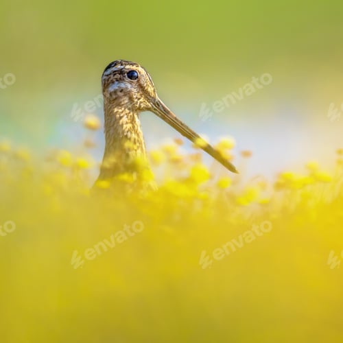Preview: Common snipe wader bird in habitat background