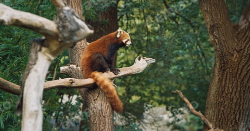 Preview: Red panda in china