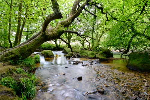 Preview: The River Fowey