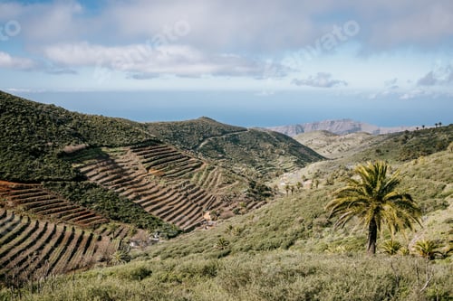 Preview: Majestic view of a lush green valley featuring a grand palm tree in the foreground