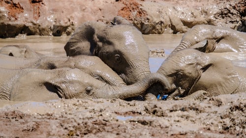 Preview: Addo Elephant Park South Africa, Family of Elephants in Addo elephant park