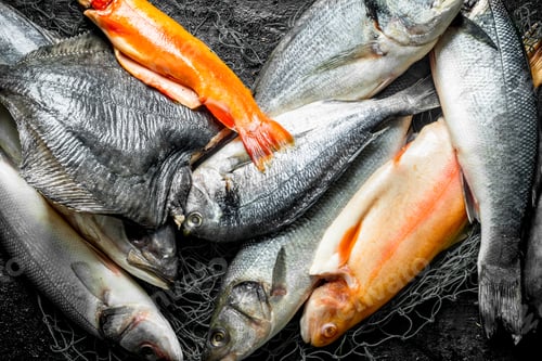 Preview: Fresh raw fish.