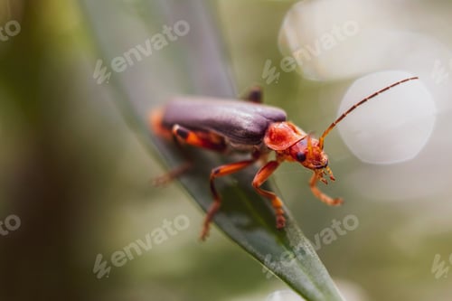Preview: Bags & Insects