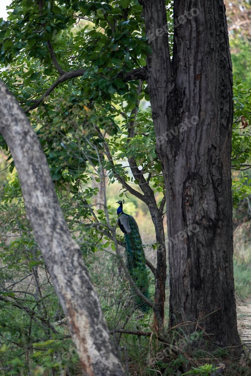 Preview: Indian peacock resting on a tree branch in the forest