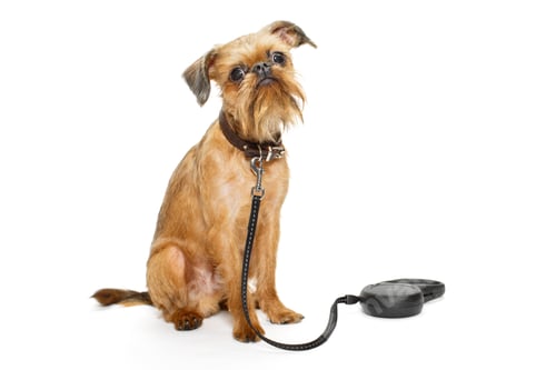 Preview: Dog breed Brussels Griffon waiting for a walk