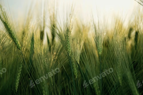 Preview: Focused close up view of growing green wheat on agricultural field