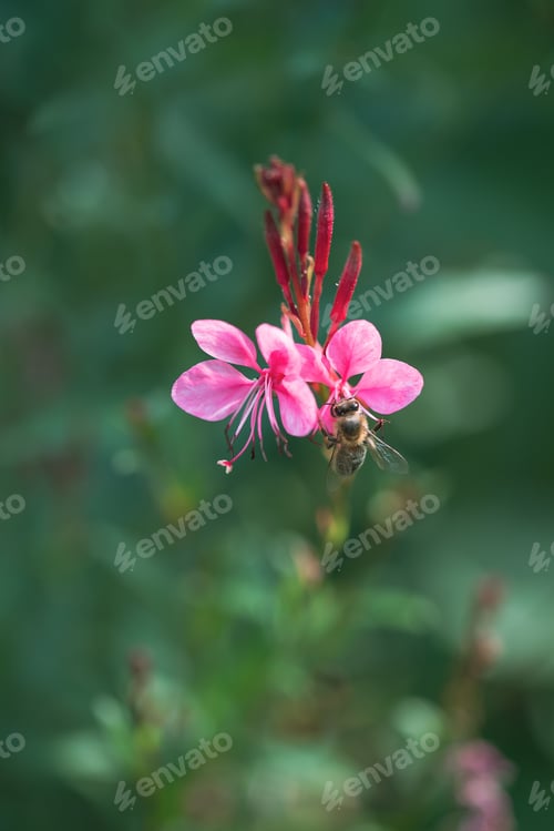 Preview: Bee pollinating a pink flower in the park in spring