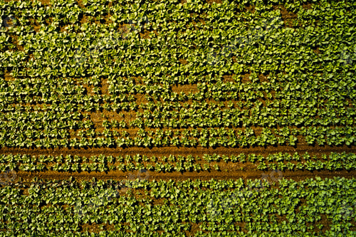 Preview: Cabage crops in rows on the field on summer day