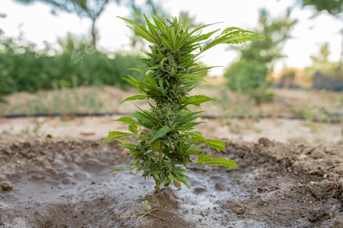 Preview: small marijuana plant planted, freshly watered
