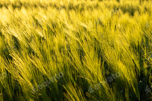 Preview: Green field in rural area. Landscape of agricultural cereal fields