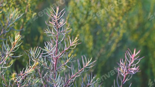 Preview: Seablite (Suaeda maritima) tree is growing on blurred outdoor greenery background
