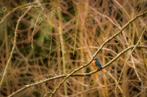 Preview: a Common kingfisher on a tree branch