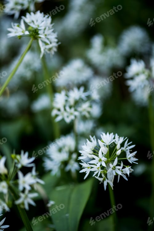 Preview: Close up of delicate white blossoms of a White Garlic plant.